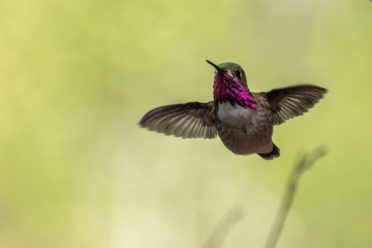 Calliope Hummingbird - ML621986622