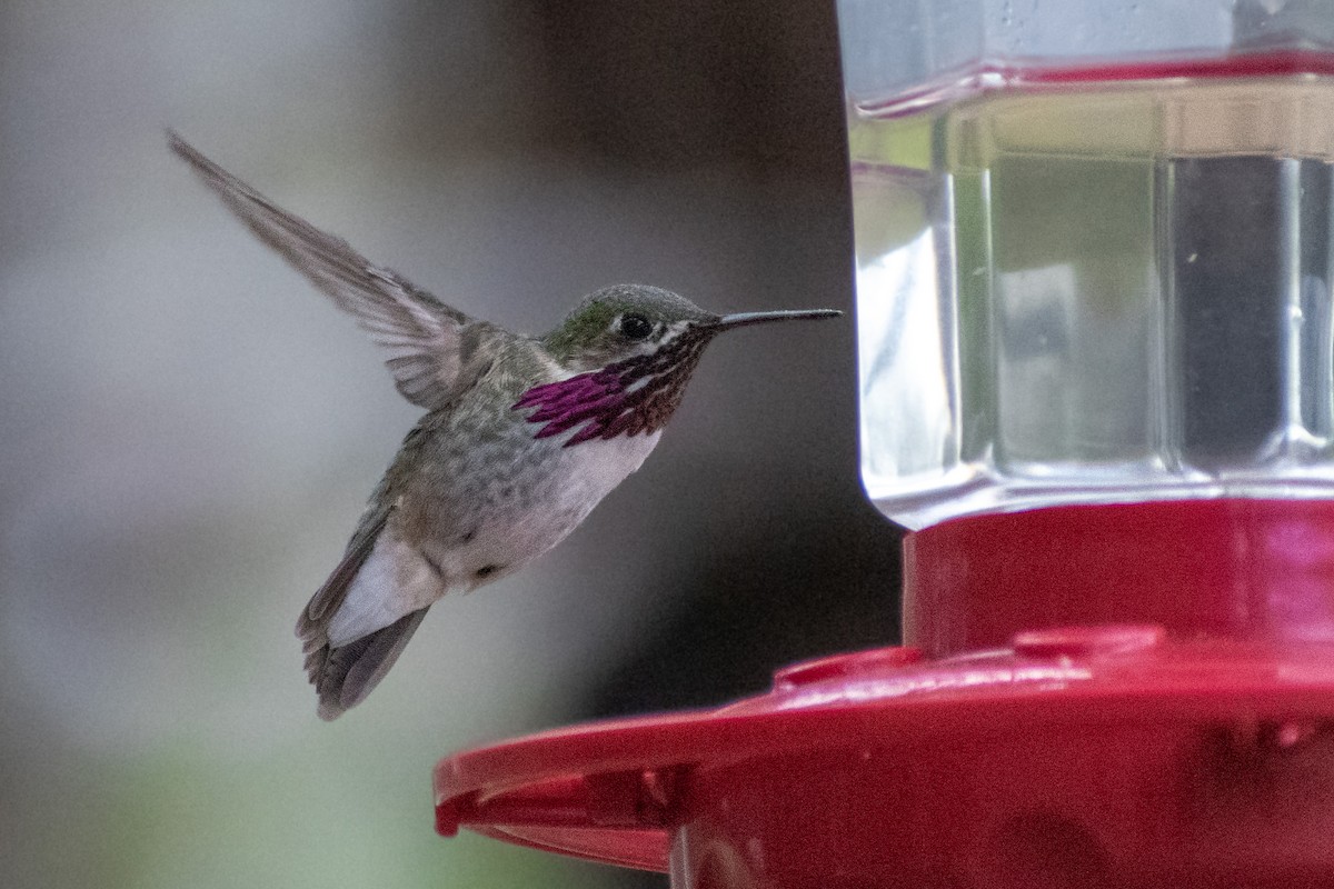 Calliope Hummingbird - ML621986623