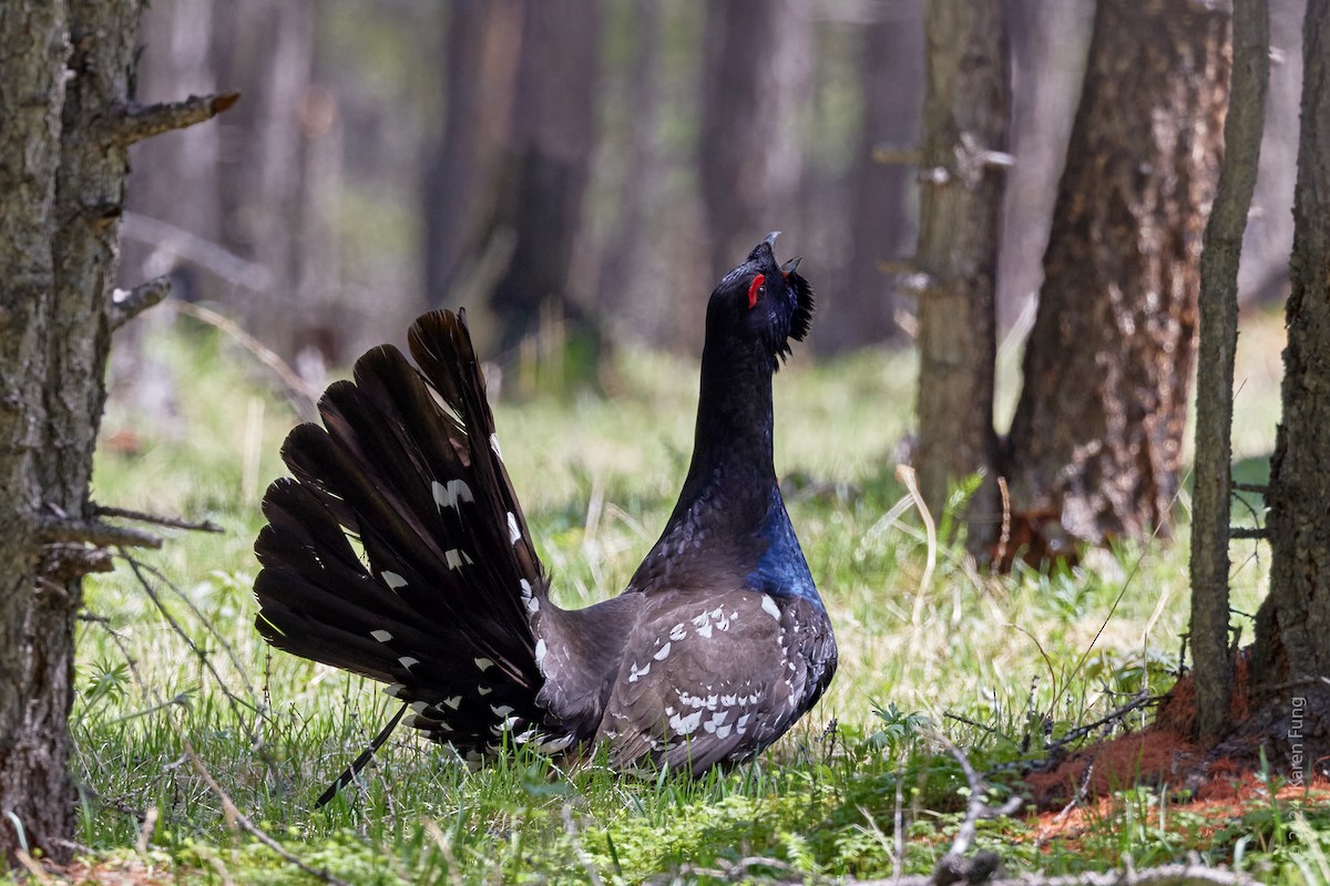 Black-billed Capercaillie - ML621986696