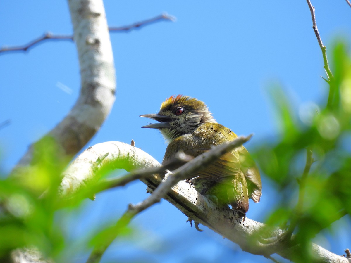 Antillean Piculet - ML621986708