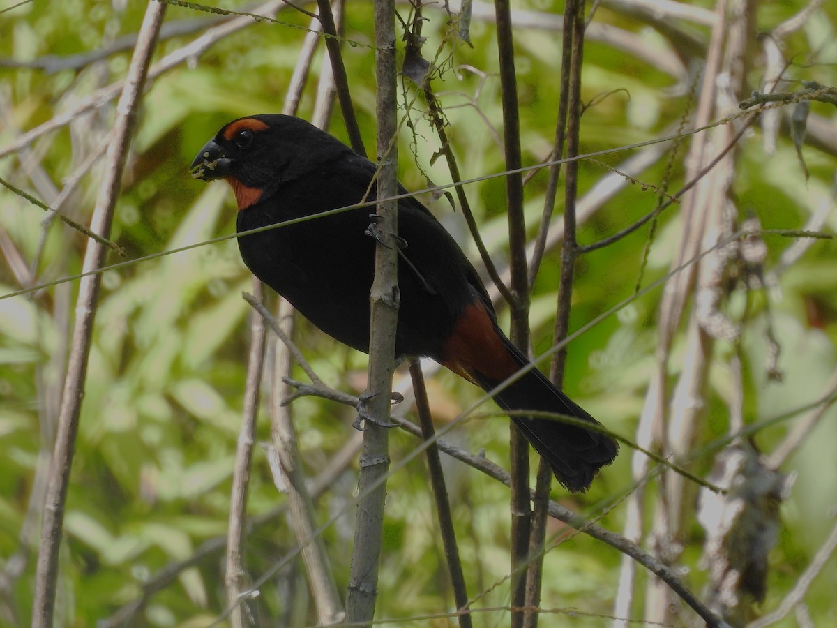 Greater Antillean Bullfinch - ML621986771