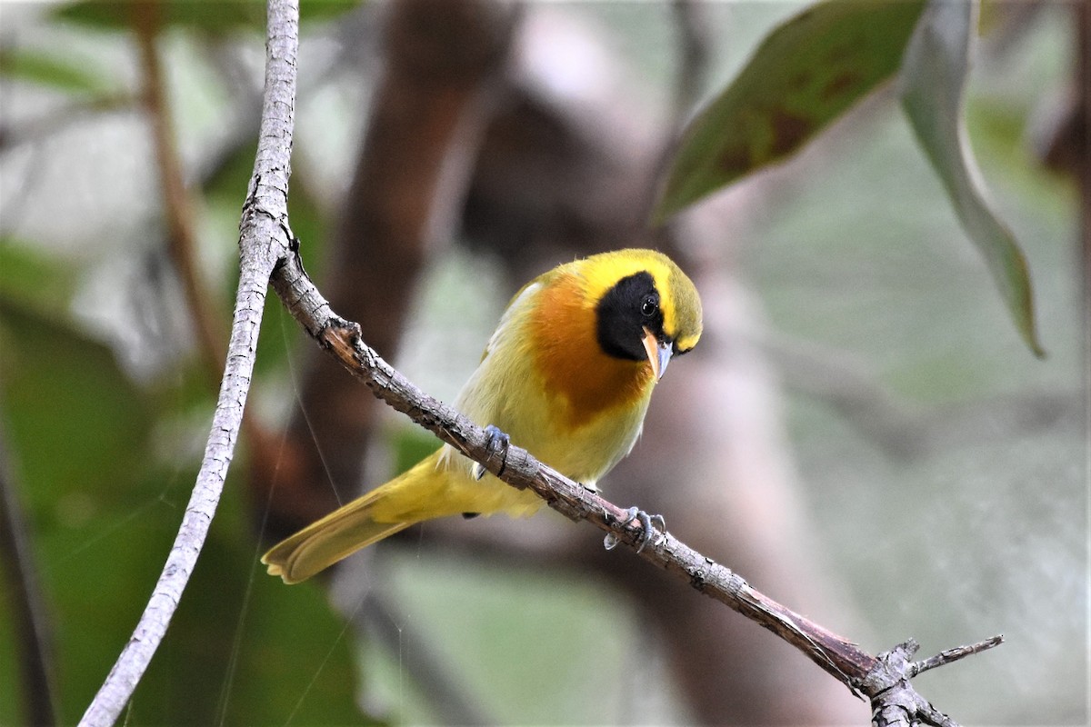 Guira Tanager - Giusepe Donato