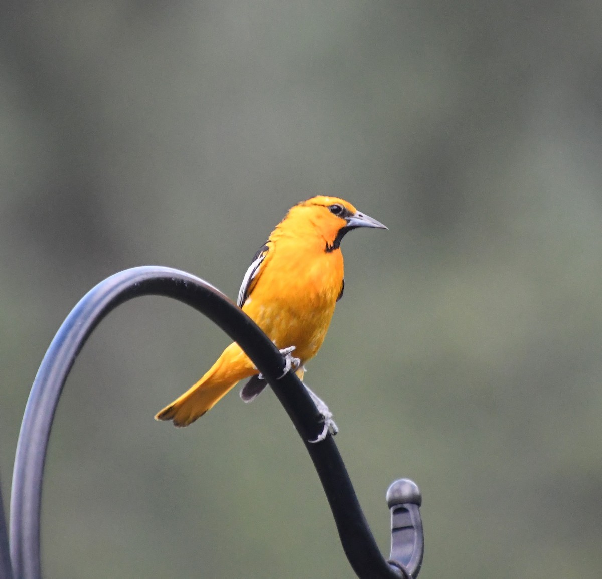 Bullock's Oriole - ML621986826