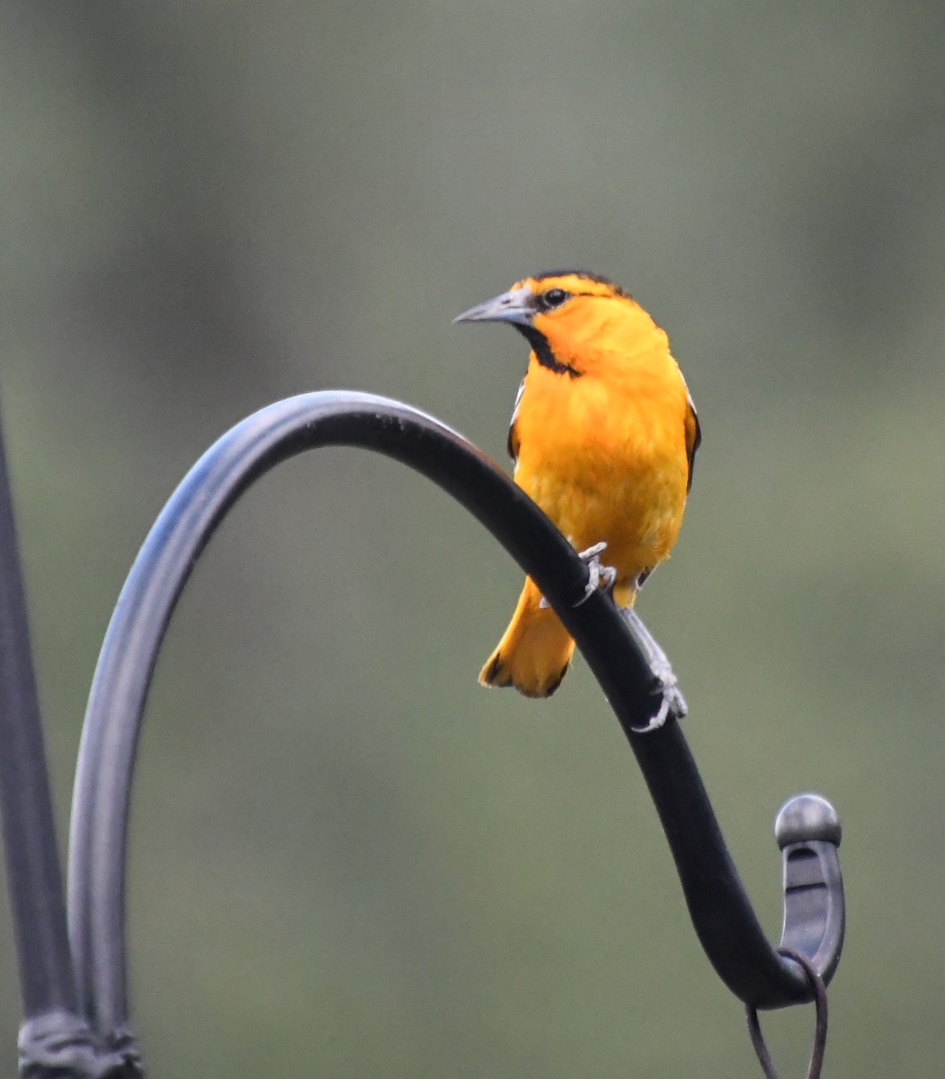 Bullock's Oriole - ML621986827