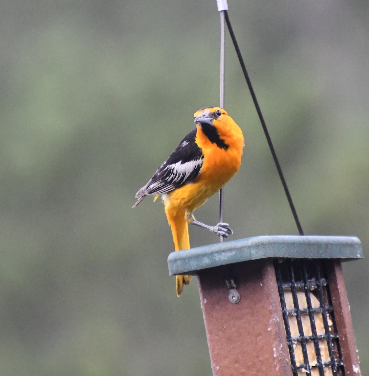 Bullock's Oriole - ML621986828