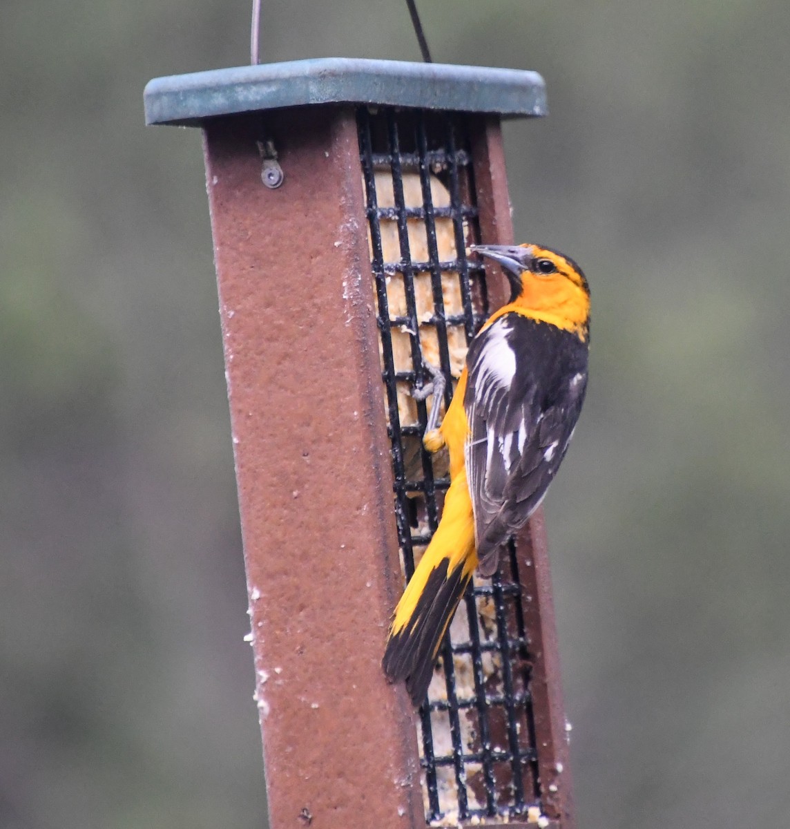 Bullock's Oriole - ML621986829