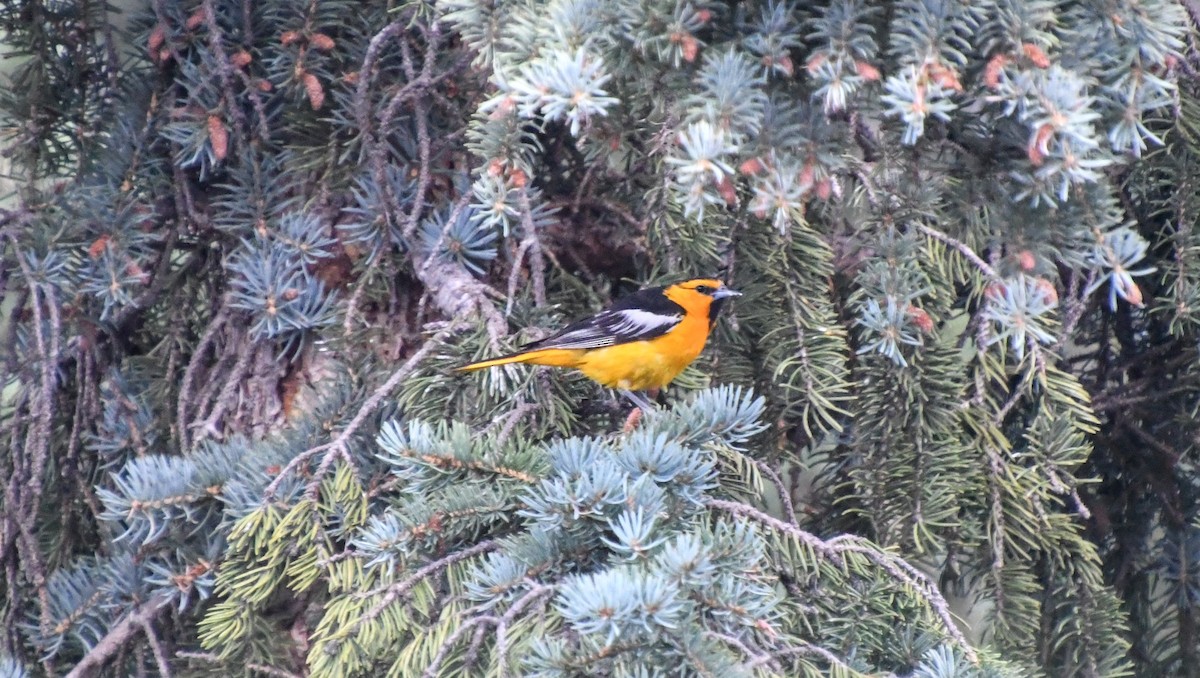 Bullock's Oriole - ML621986830