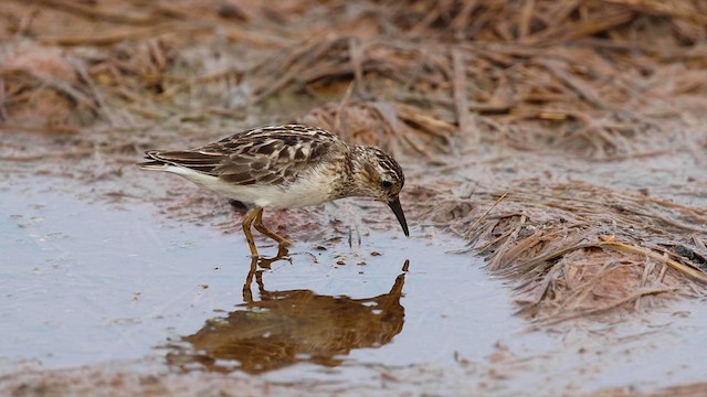 Least Sandpiper - ML621986876