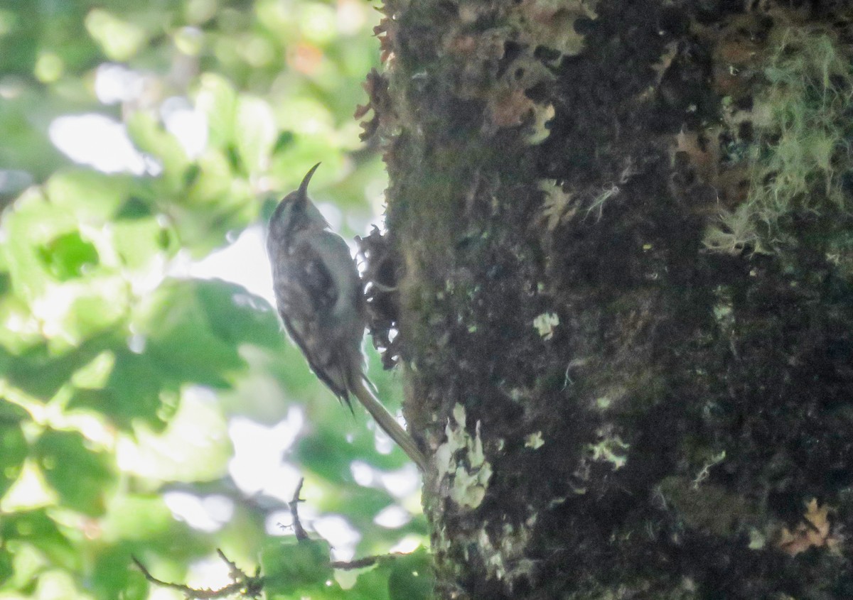 Eurasian Treecreeper - Joan Balfagón