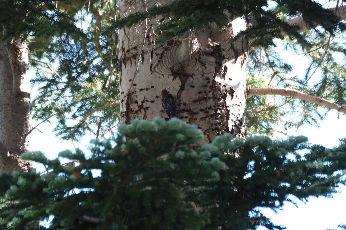 Red-breasted Sapsucker - ML621986901