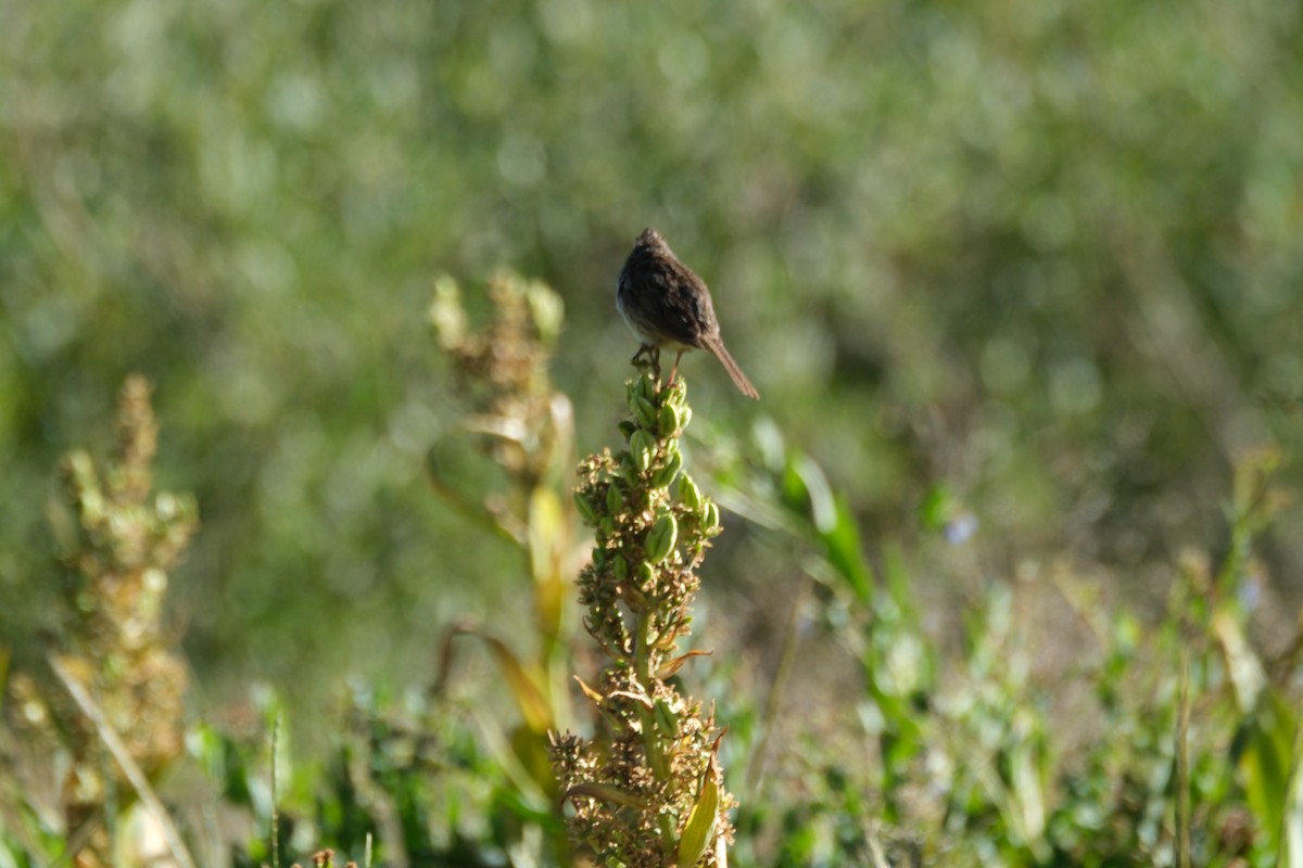 Lincoln's Sparrow - ML621986983