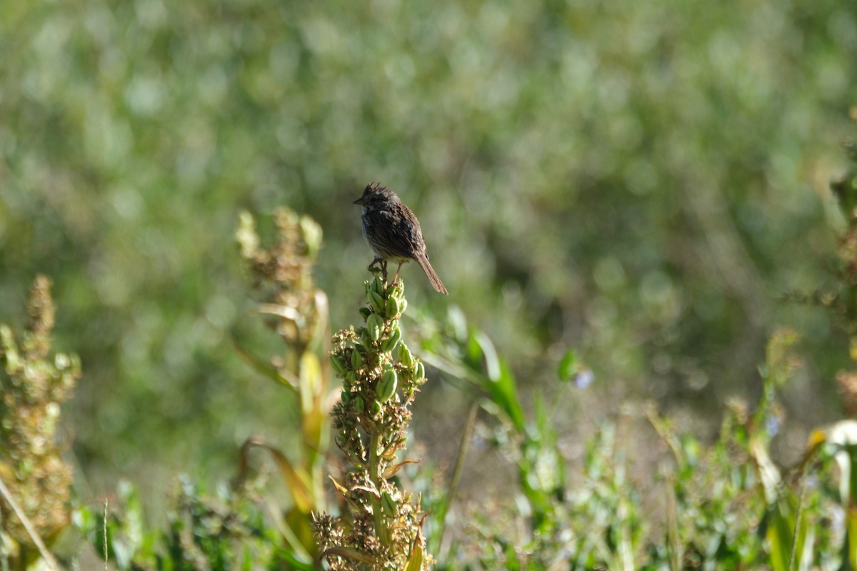 Lincoln's Sparrow - ML621986984