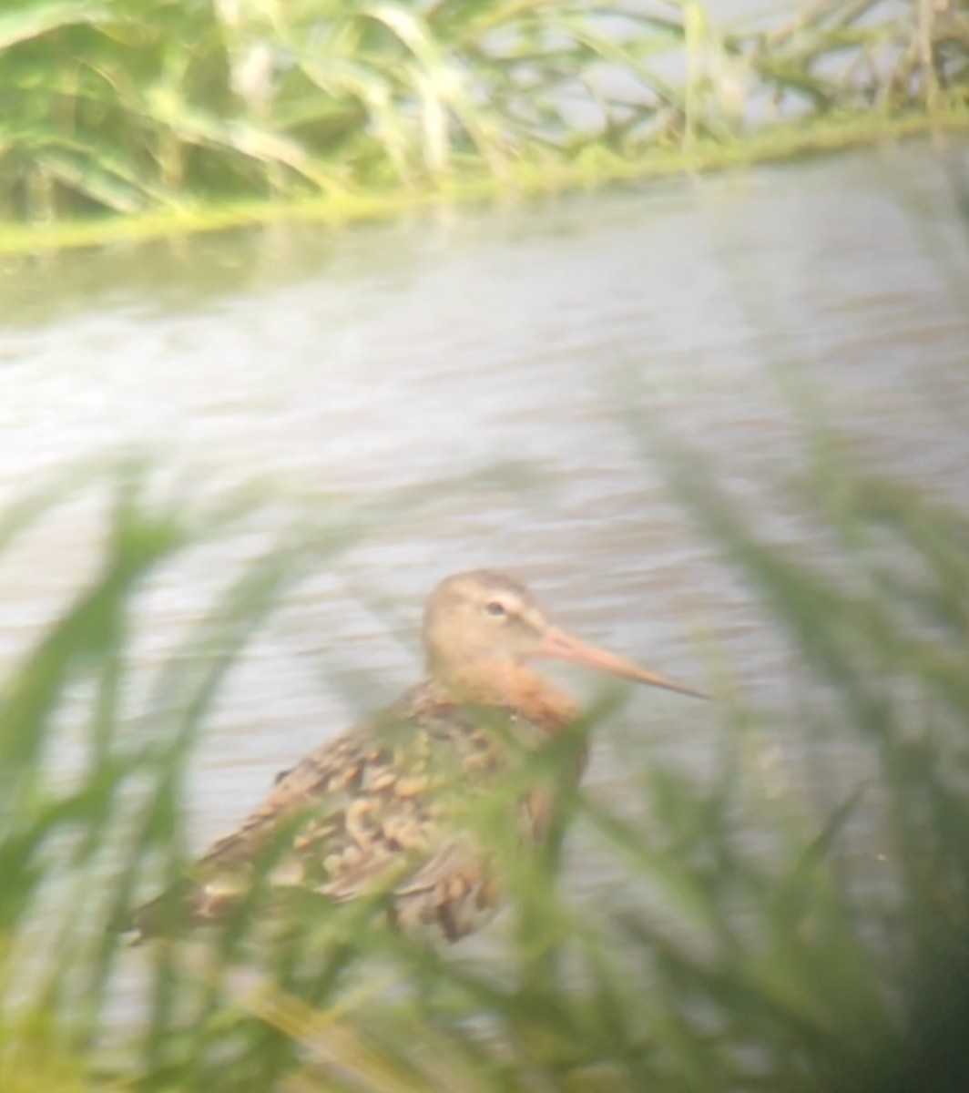 Black-tailed Godwit (islandica) - ML621986987