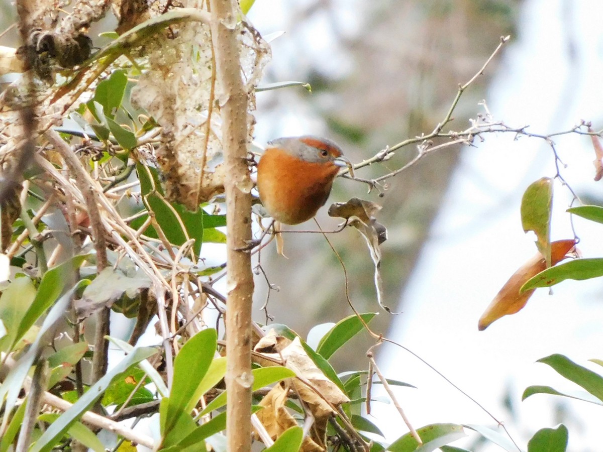 Rusty-browed Warbling Finch - ML621986994