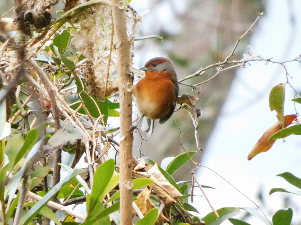 Rusty-browed Warbling Finch - ML621986995