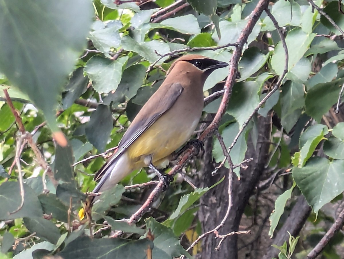 Cedar Waxwing - ML621987009