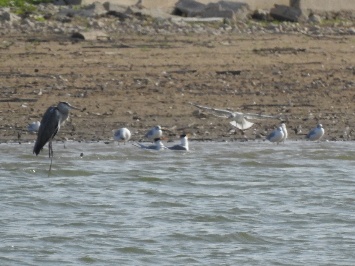 Lesser Crested Tern - ML621987014