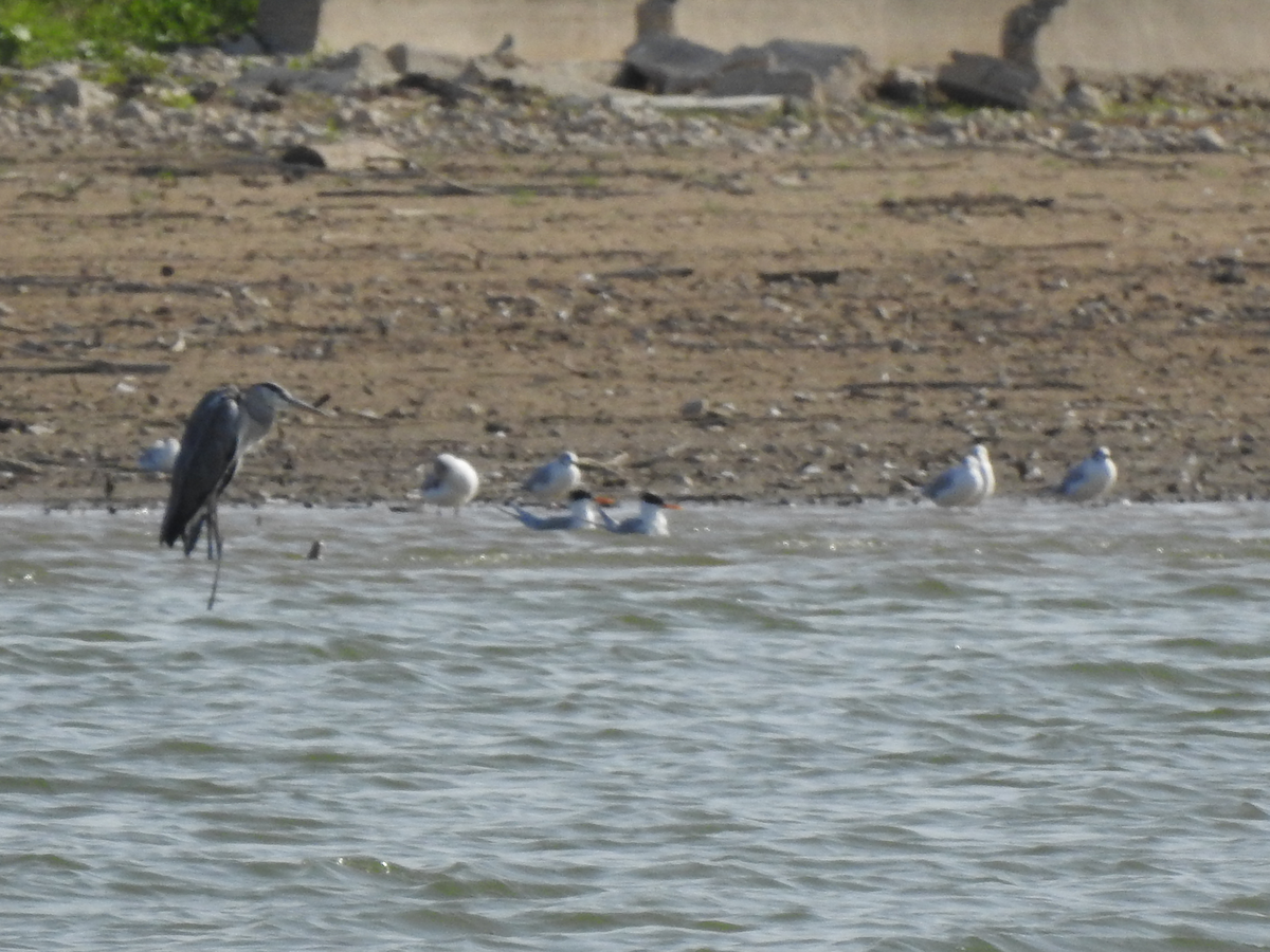 Lesser Crested Tern - ML621987015