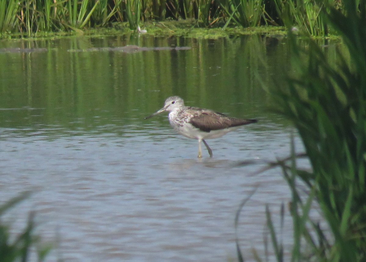 Common Greenshank - ML621987042