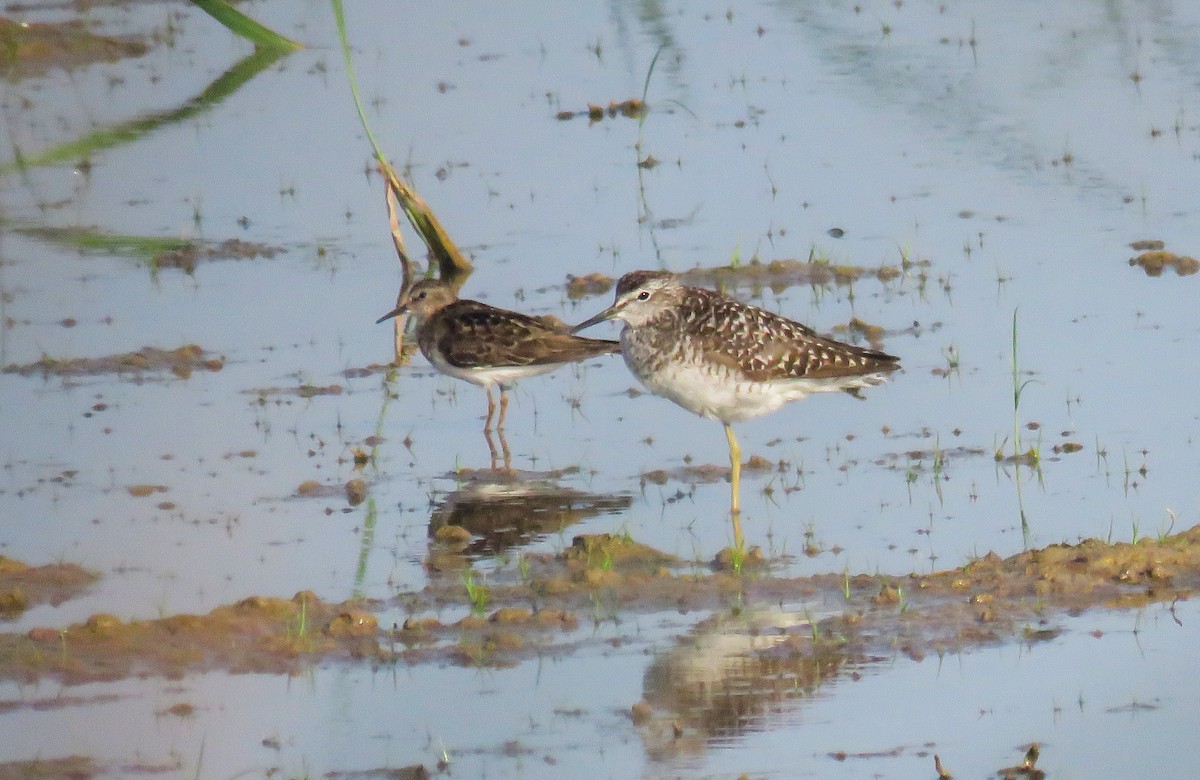 Temminck's Stint - ML621987052