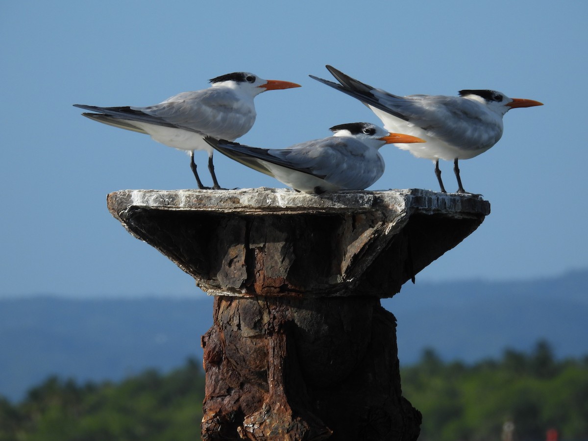 Royal Tern - ML621987079