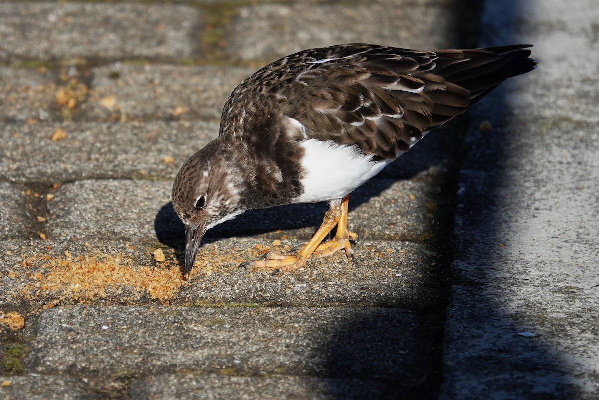 Ruddy Turnstone - ML621987130