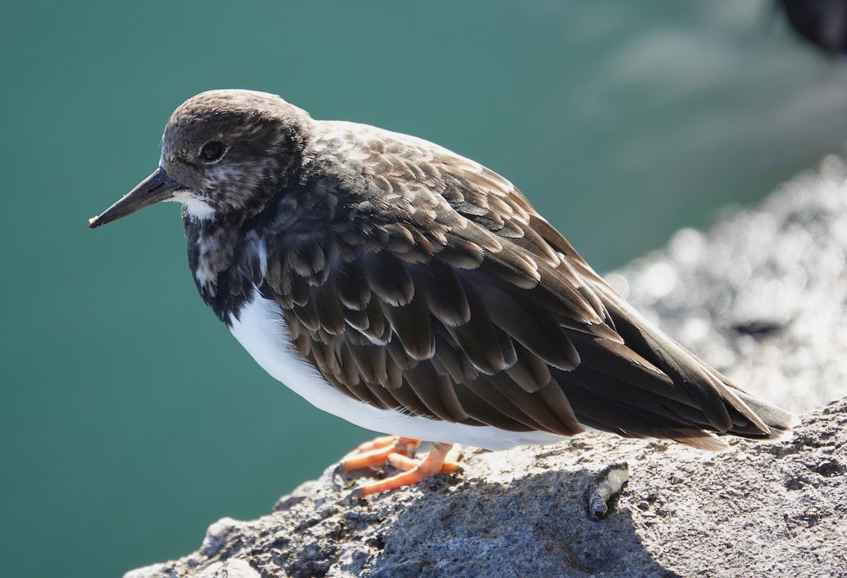 Ruddy Turnstone - ML621987131