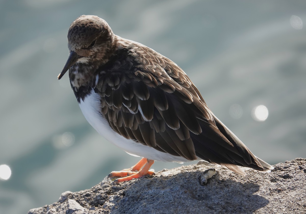 Ruddy Turnstone - ML621987132