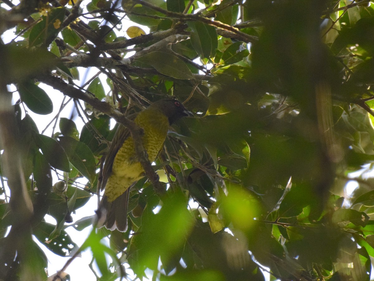 Black-headed Berryeater - ML621987193