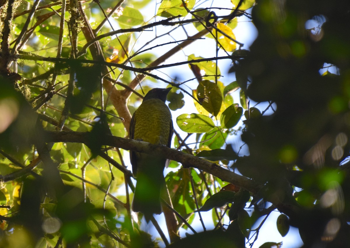 Black-headed Berryeater - ML621987194