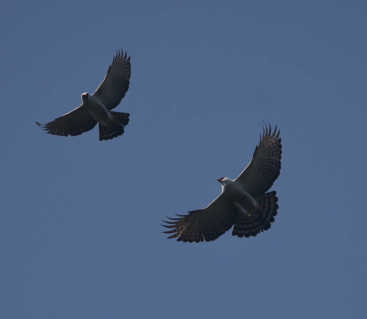 Águila Blanquinegra - ML621987198