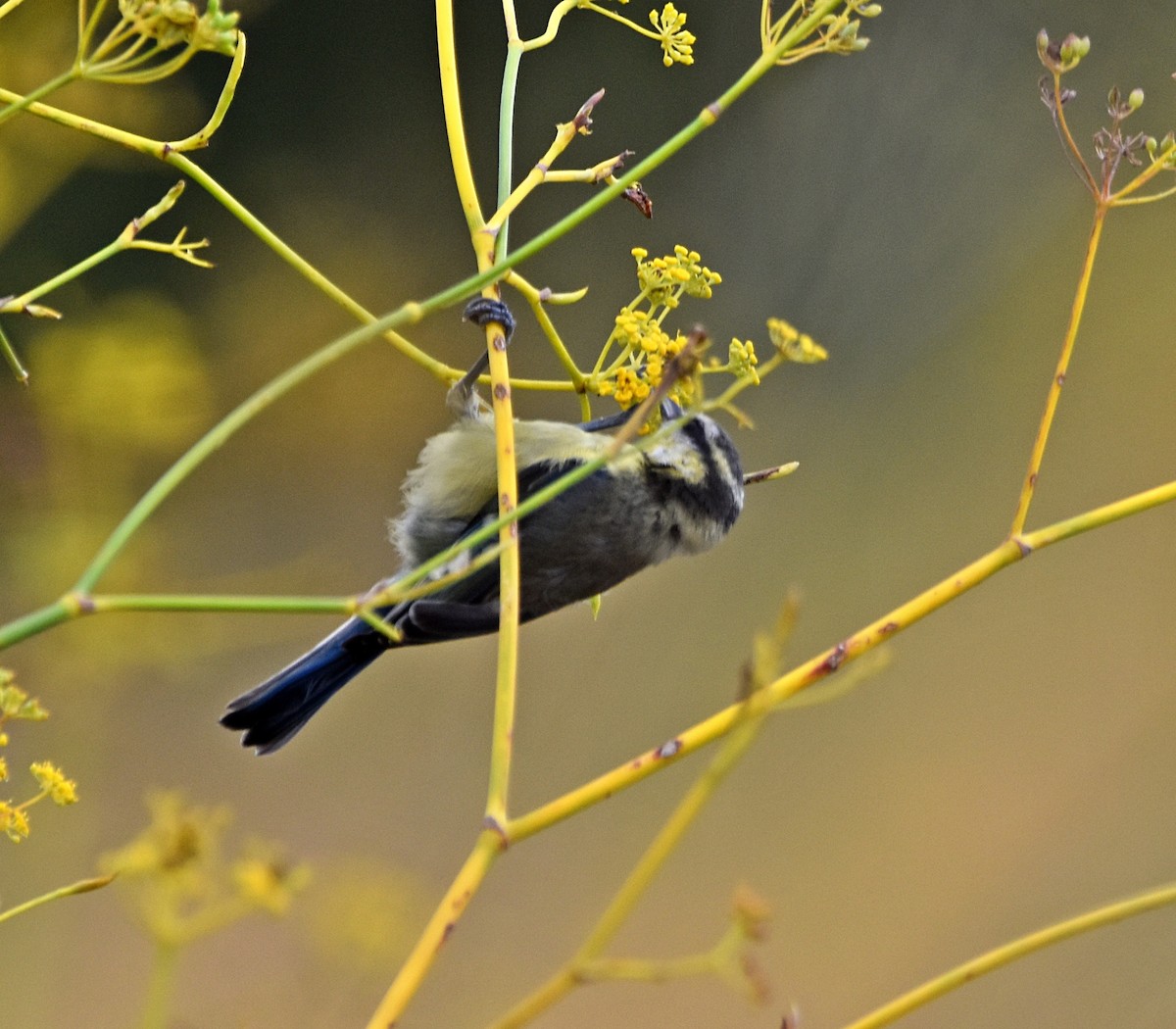 Eurasian Blue Tit - Joao Freitas