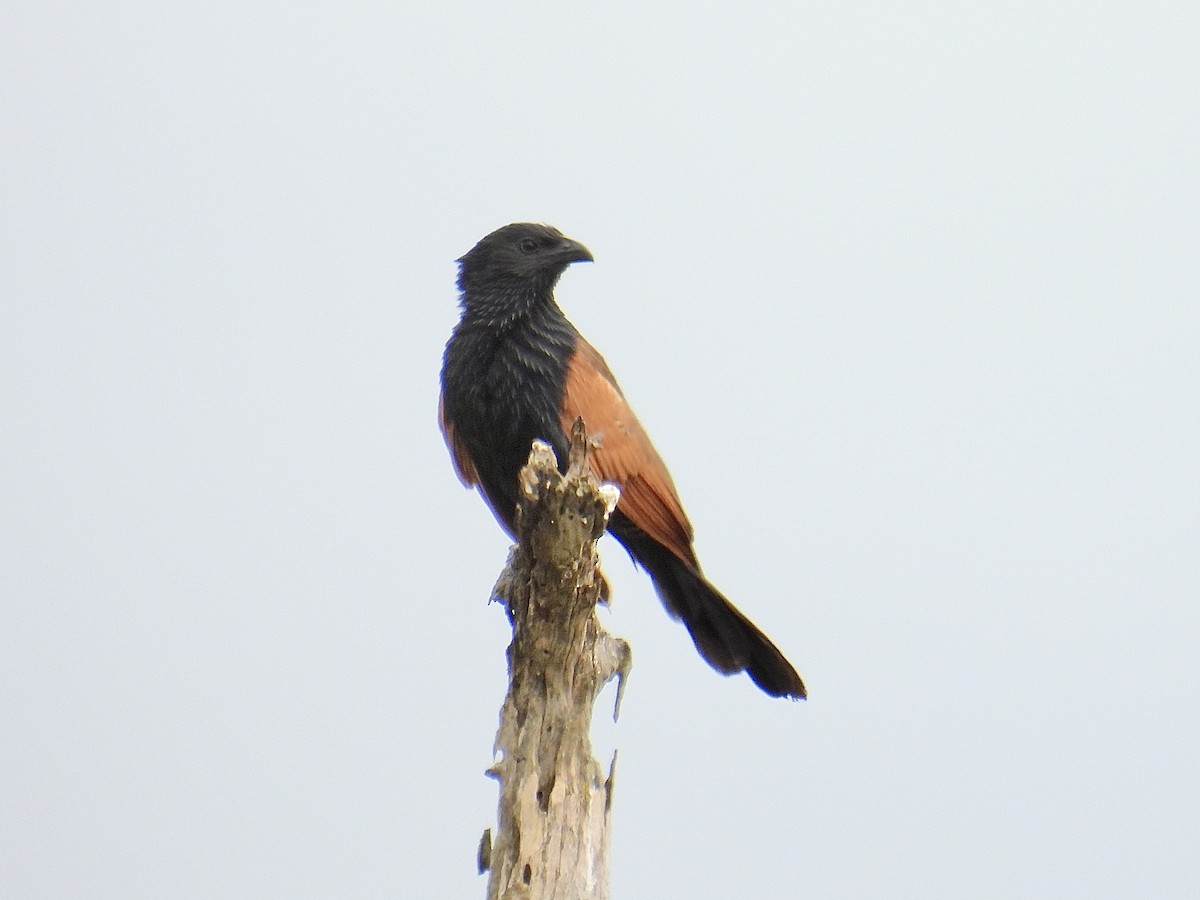 Black Coucal - ML621987246