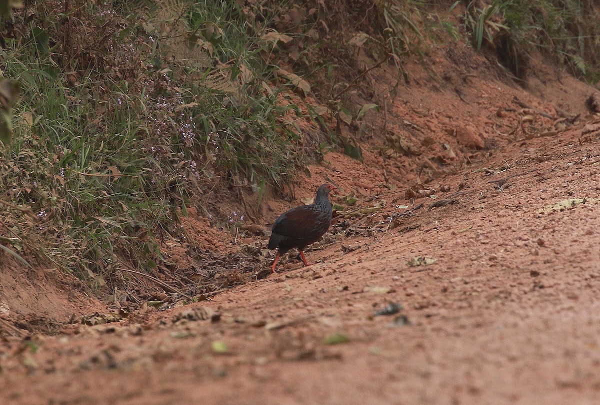 Handsome Spurfowl - ML621987270