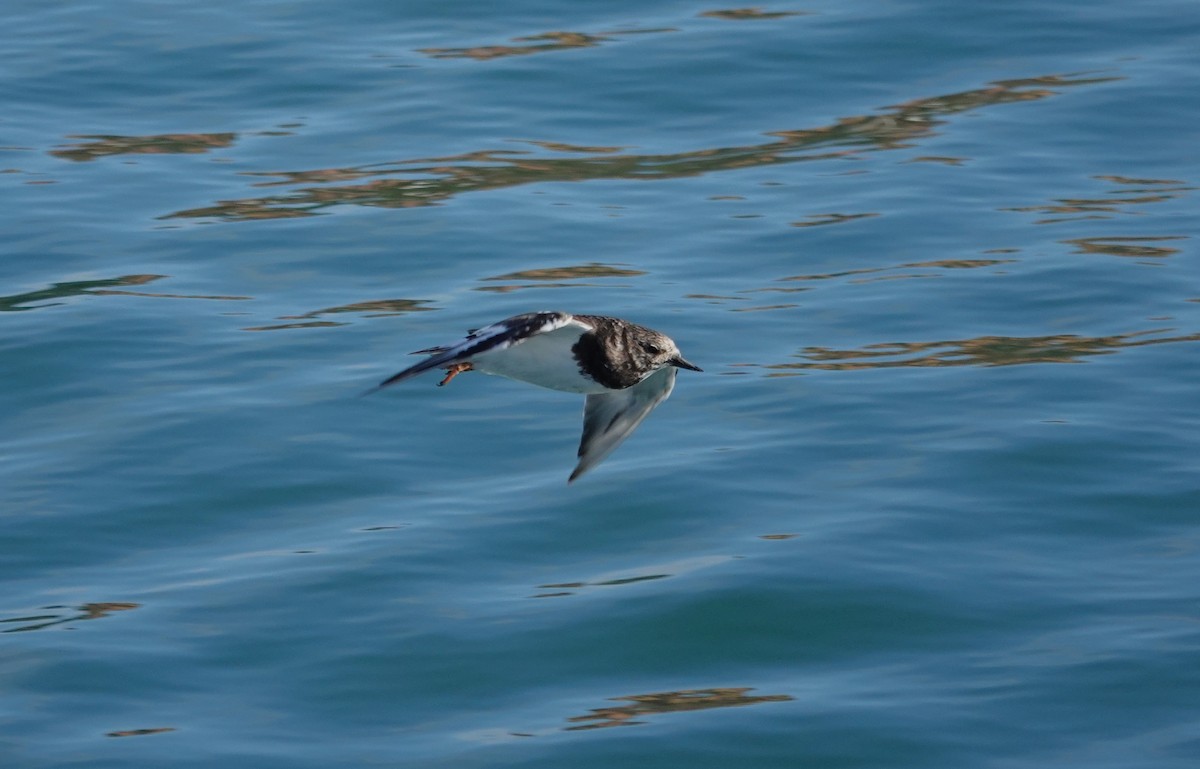 Ruddy Turnstone - Edurne Ugarte