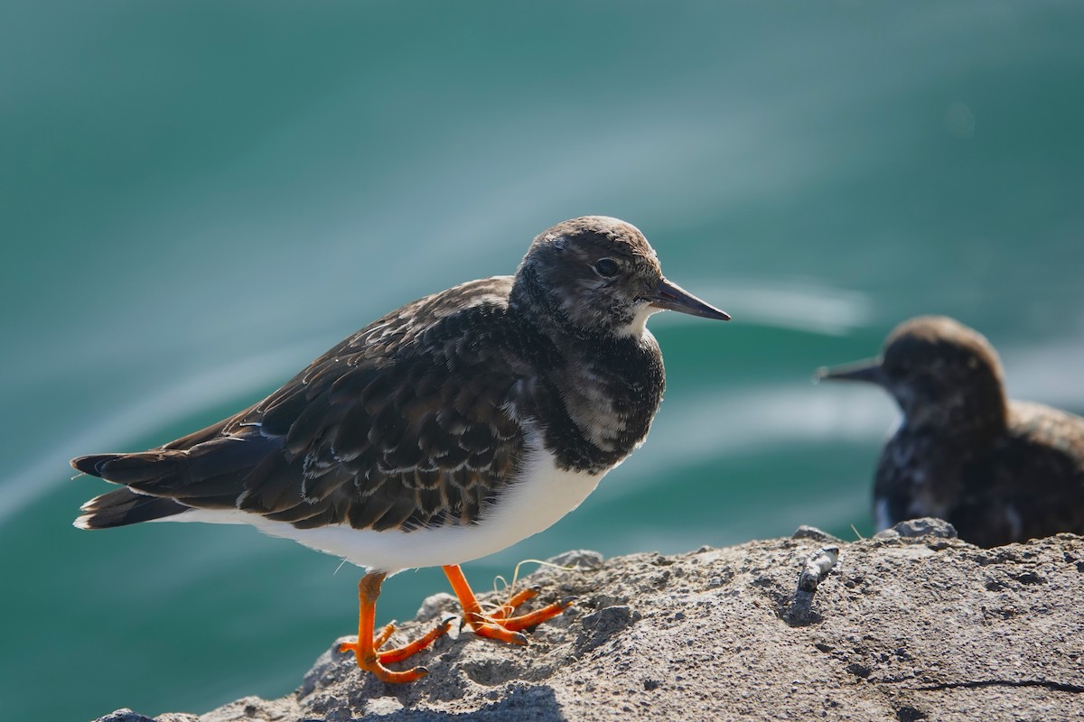 Ruddy Turnstone - ML621987290