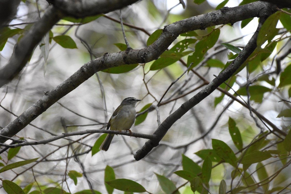 Golden-crowned Warbler - Giusepe Donato