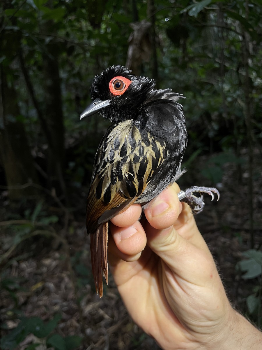 Black-spotted Bare-eye - Rajan Rao