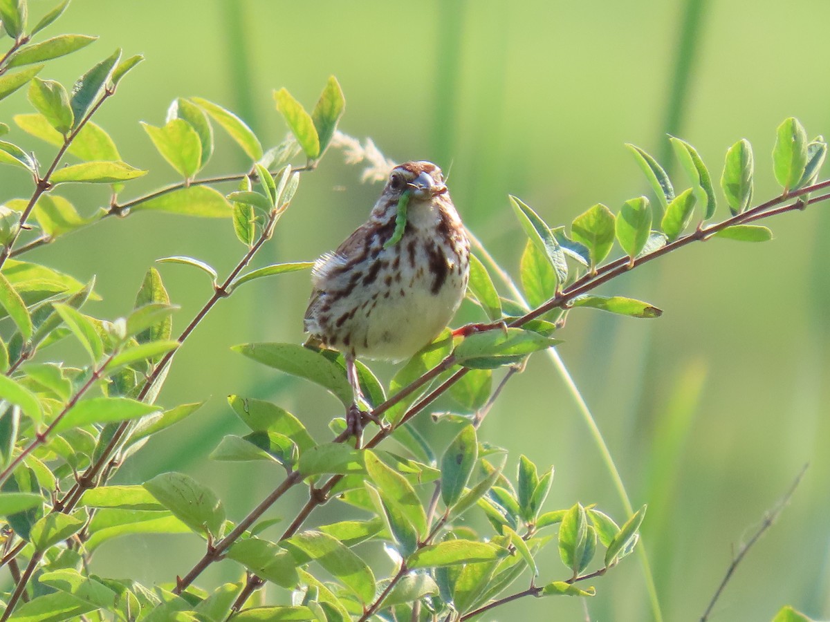 Song Sparrow - Greg Keast