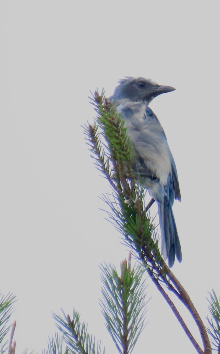 Florida Scrub-Jay - ML621987465