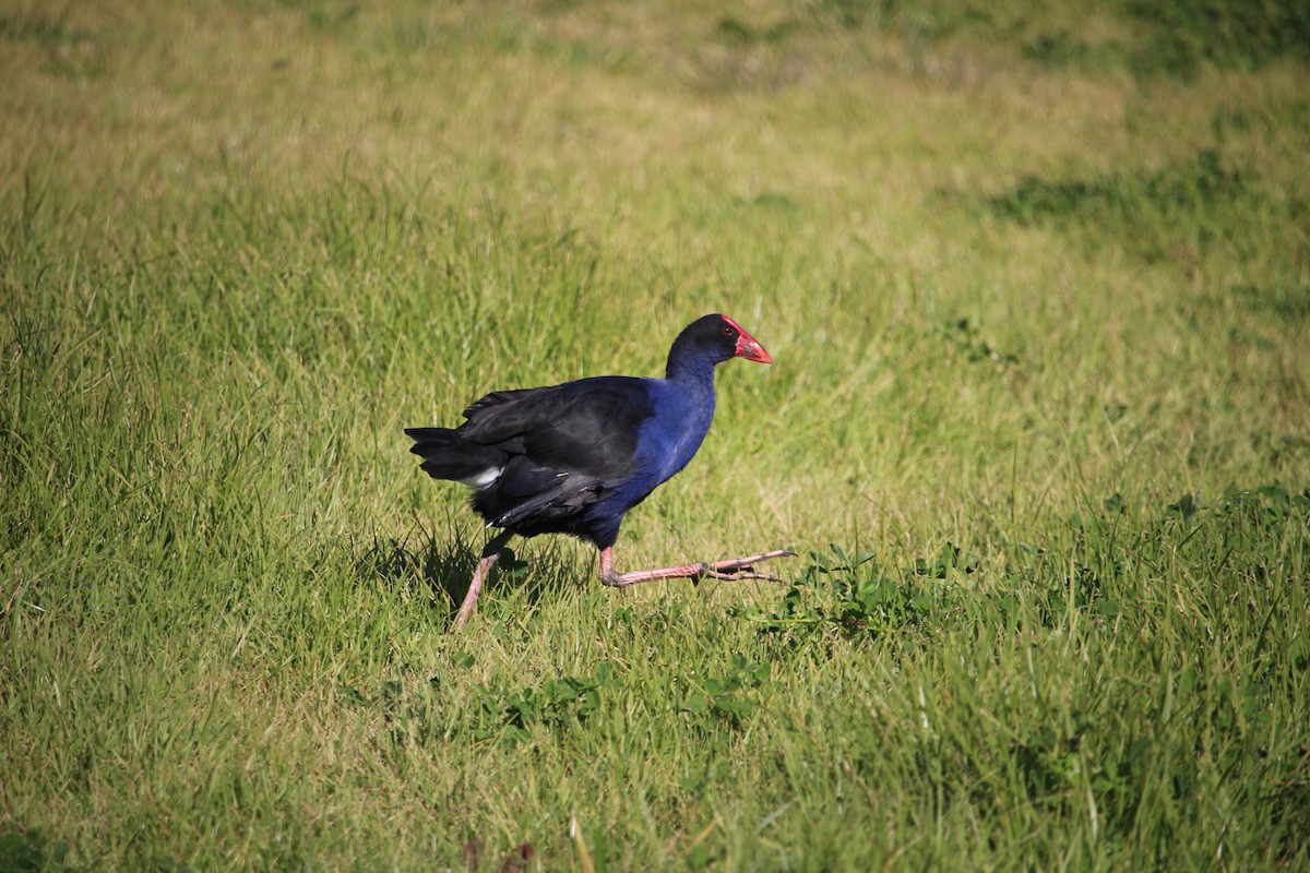 Australasian Swamphen - ML621987506