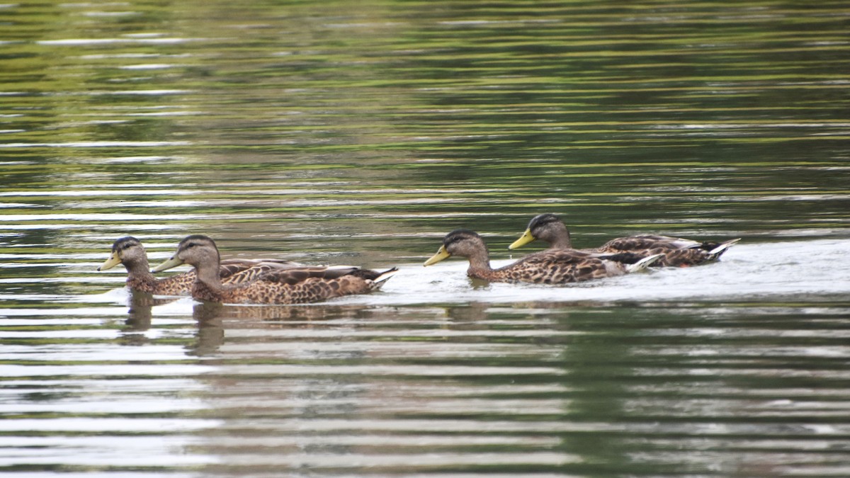 Mallard - ML621987577