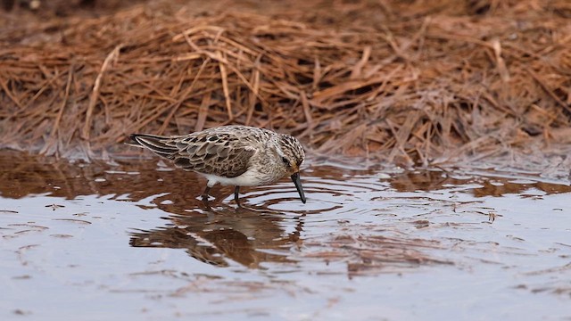 Semipalmated Sandpiper - ML621987602