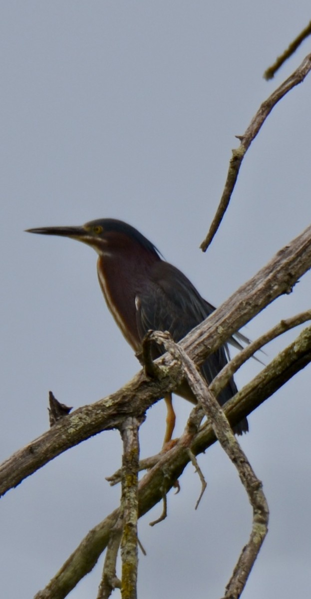 Green Heron - ML621987629