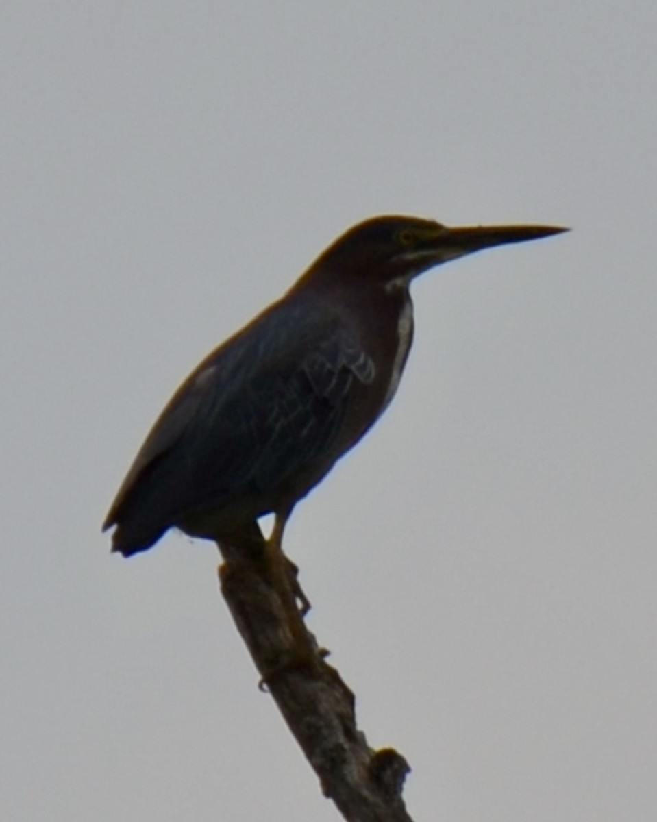 Green Heron - ML621987632