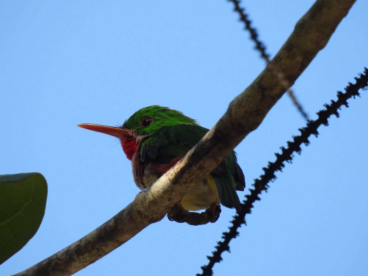 Broad-billed Tody - ML621987664