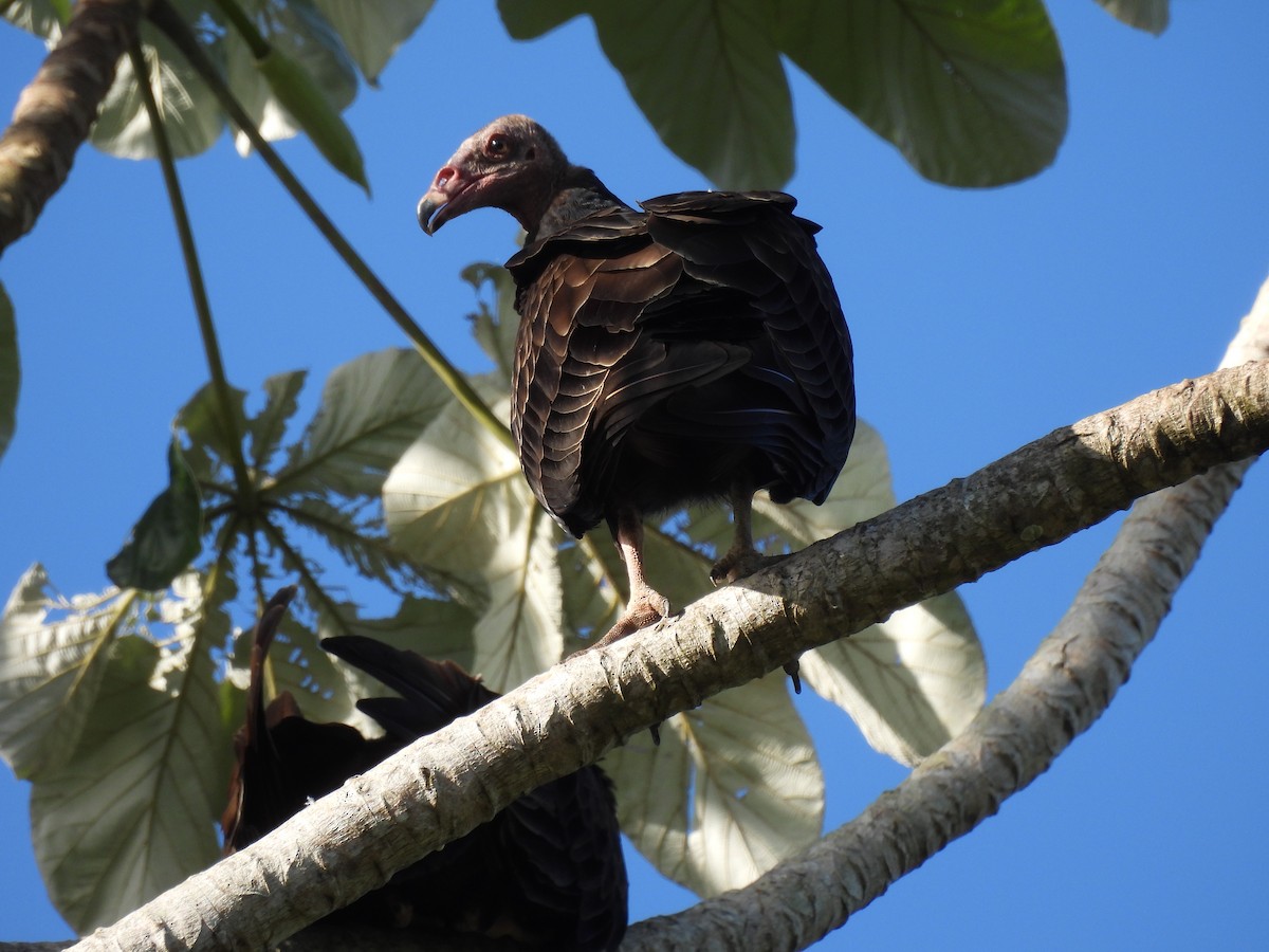 Turkey Vulture - ML621987676