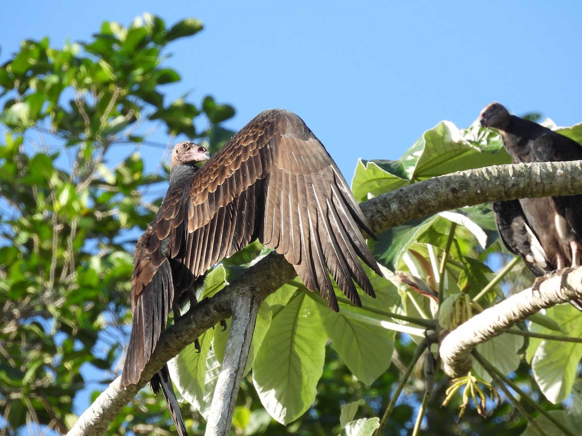 Turkey Vulture - Eliezer Nieves-Rodriguez