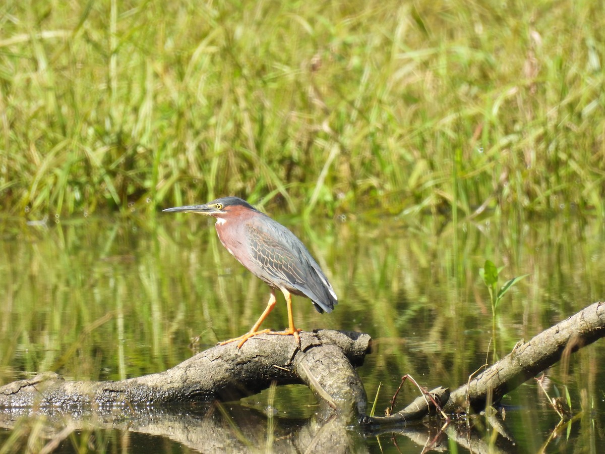 Green Heron - ML621987689