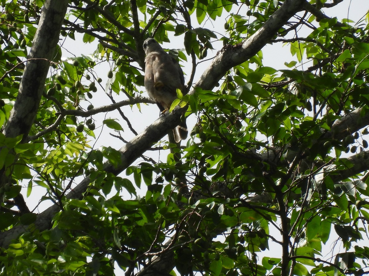 Haitibussard - ML621987717